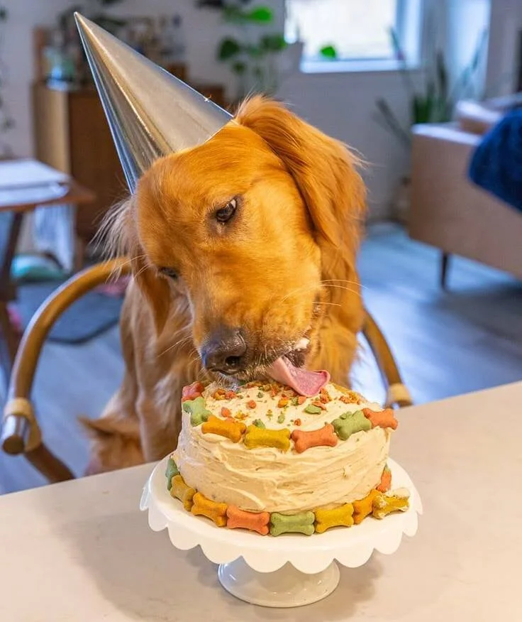 Pet Birthday